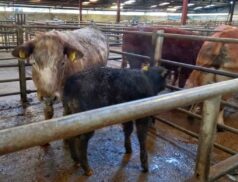 Ballinasloe Cooperative Livestock Mart