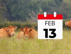 British Limousin Cattle Society Bull & Female Show & Sale