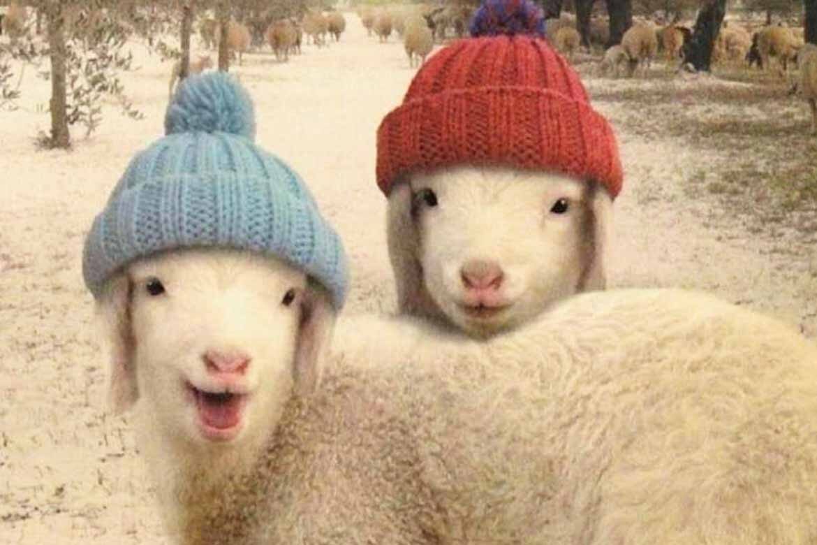 Carnew Mart Final Sheep sale