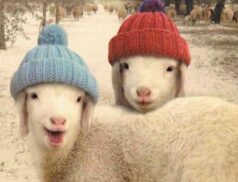Carnew Mart Final Sheep sale