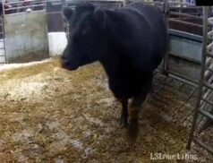Cattle Sales Wednesday 14 December