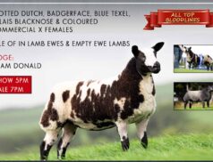 Coloured Christmas Cracker Stranorlar Sale