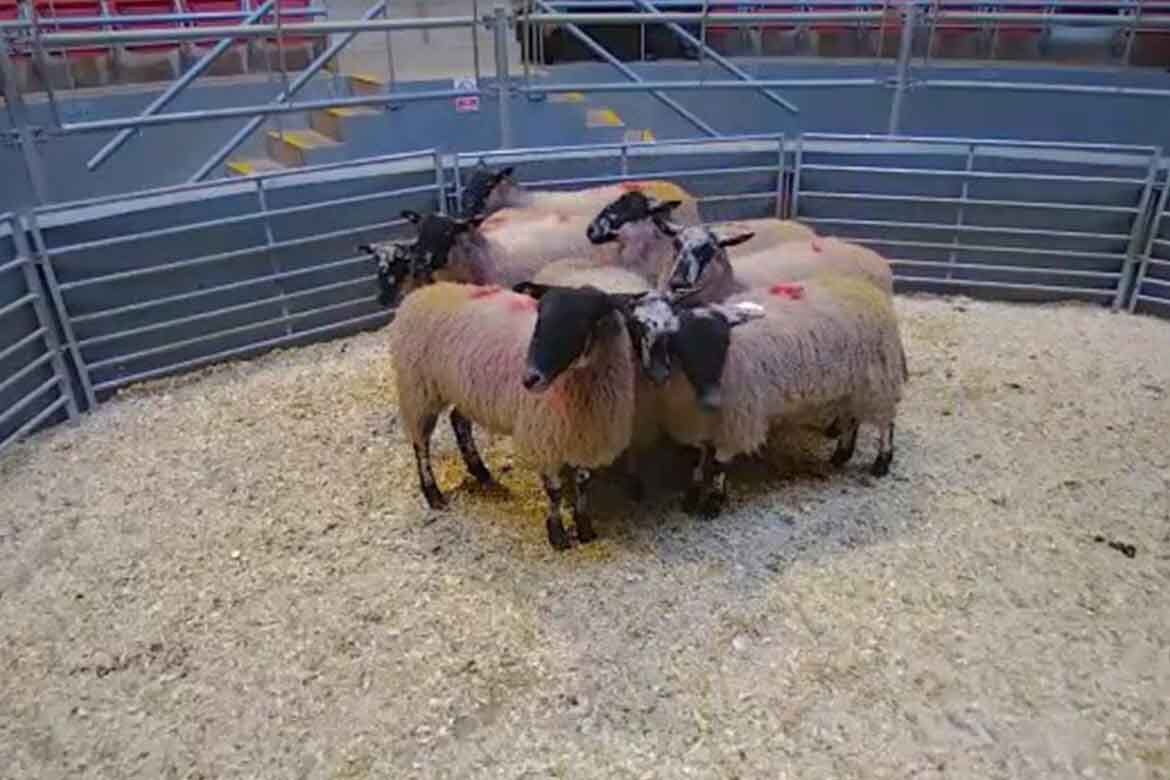 Corrin Mart 5 December Sheep Sales