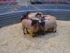Corrin Mart 5 December Sheep Sales
