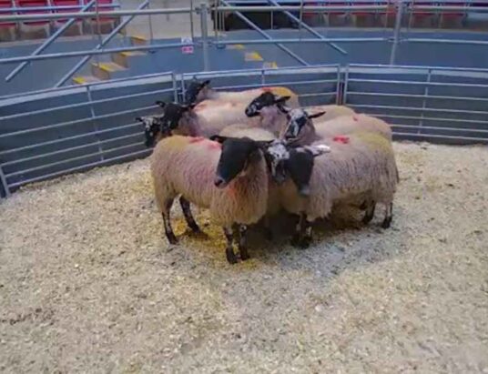 Corrin Mart 5 December Sheep Sales