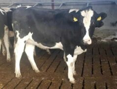 Corrin Mart Dairy In Calf Heifer Sale