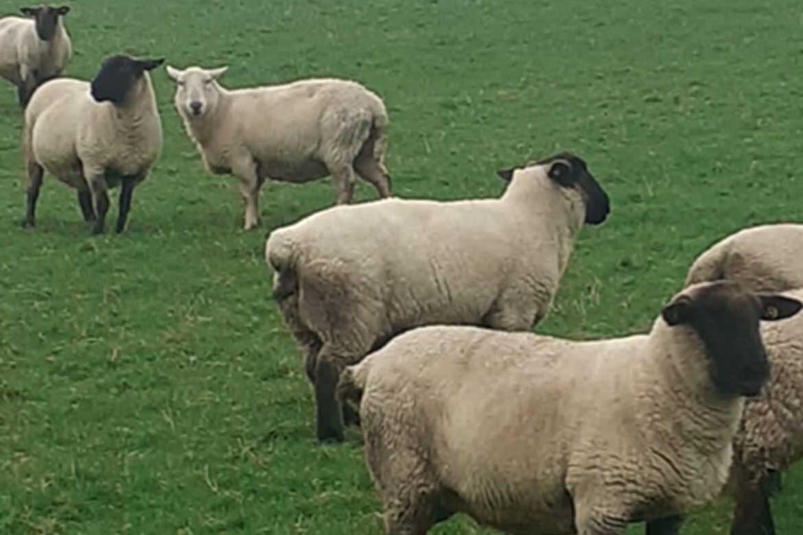 Corrin Mart sheep sale