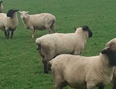 Corrin Mart sheep sale