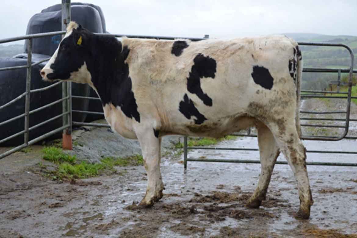 Annual Dairy In calf Heifer Sale at Corrin Mart