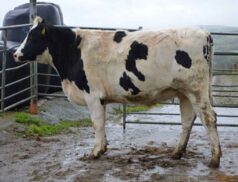 Annual Dairy In calf Heifer Sale at Corrin Mart