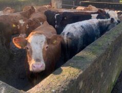 Draperstown Livestock Market Cattle Sale