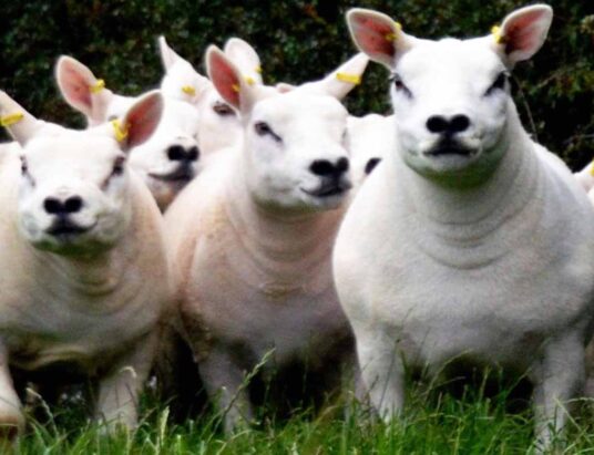 Dungannon Dazzlers Texel Sheep In-Lamb Export Sale