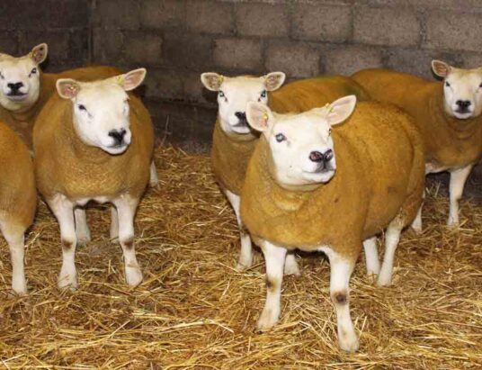 Dungannon Dazzlers Texel Sheep In-Lamb Export Sale Carmavy Texel flock