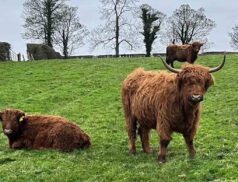 Dungannon Farmers Mart