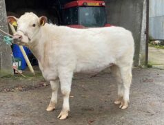 Dungannon Farmers Mart Pedigree Beef Shorthorn