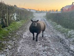 NI blue texel society sale Dungannon