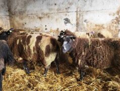 Dutch Spotted in-lamb ewes Cootehill