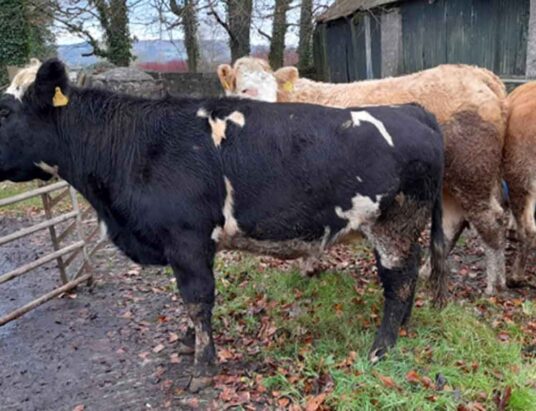 Final Weanling Sale Year Bulls and Heifers Aurivo Livestock Mart Ballymote