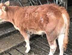KIlmallock Mart Last Sale 2022