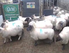 LSL Auctions Top Sheep Sales 14 December