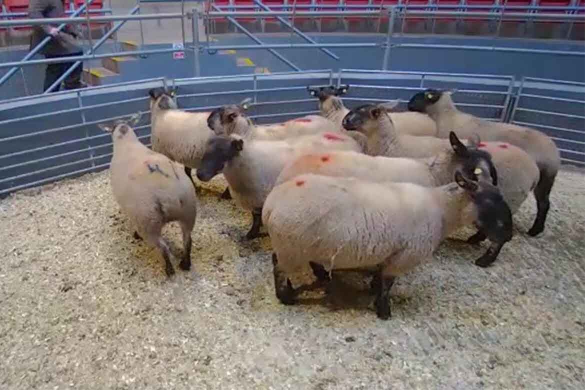 LSL Sheep Sales Monday 12 December