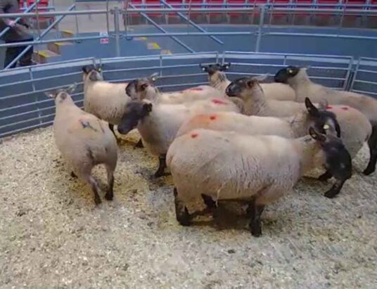 LSL Sheep Sales Monday 12 December