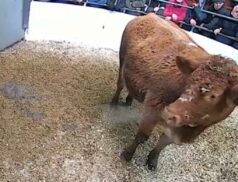 LSL Thursday 8 December Cattle Sales