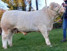Midland and Western Elite Show & Sale