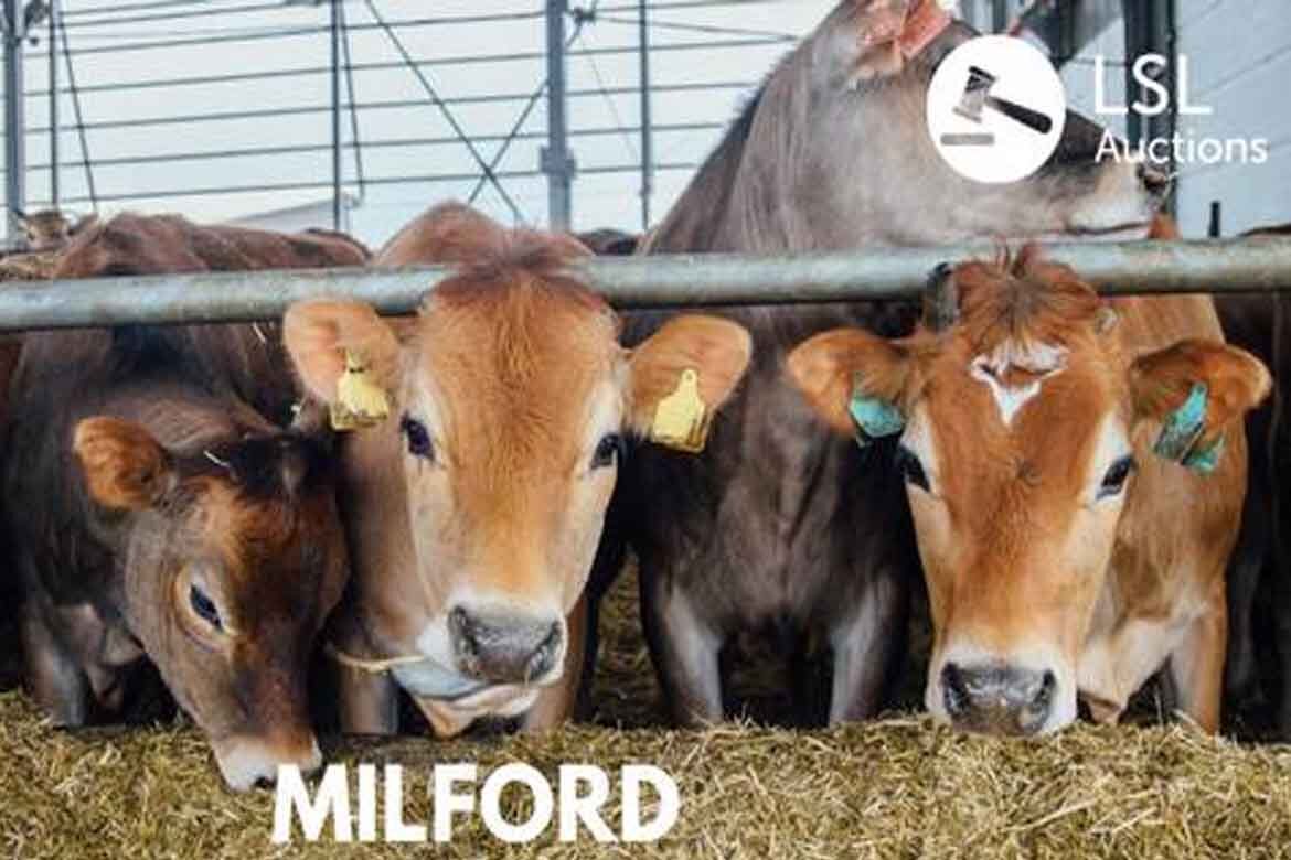 Milford Coop Mart weanling sale