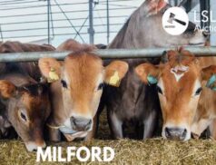 Milford Coop Mart weanling sale