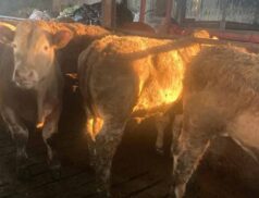 Mohill Mart Aurivo