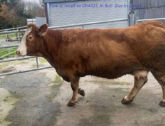 Roscommon Mart sale