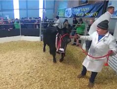 Saturday 10 Dec Top Cattle Sales