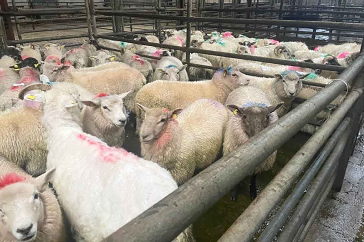 Sheep Sale Mid Kerry Co-Op Mart