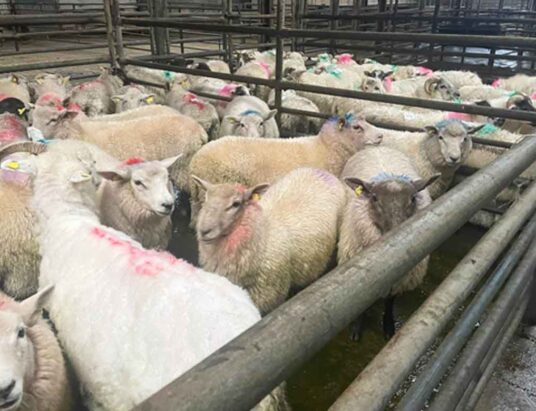 Sheep Sale Mid Kerry Co-Op Mart