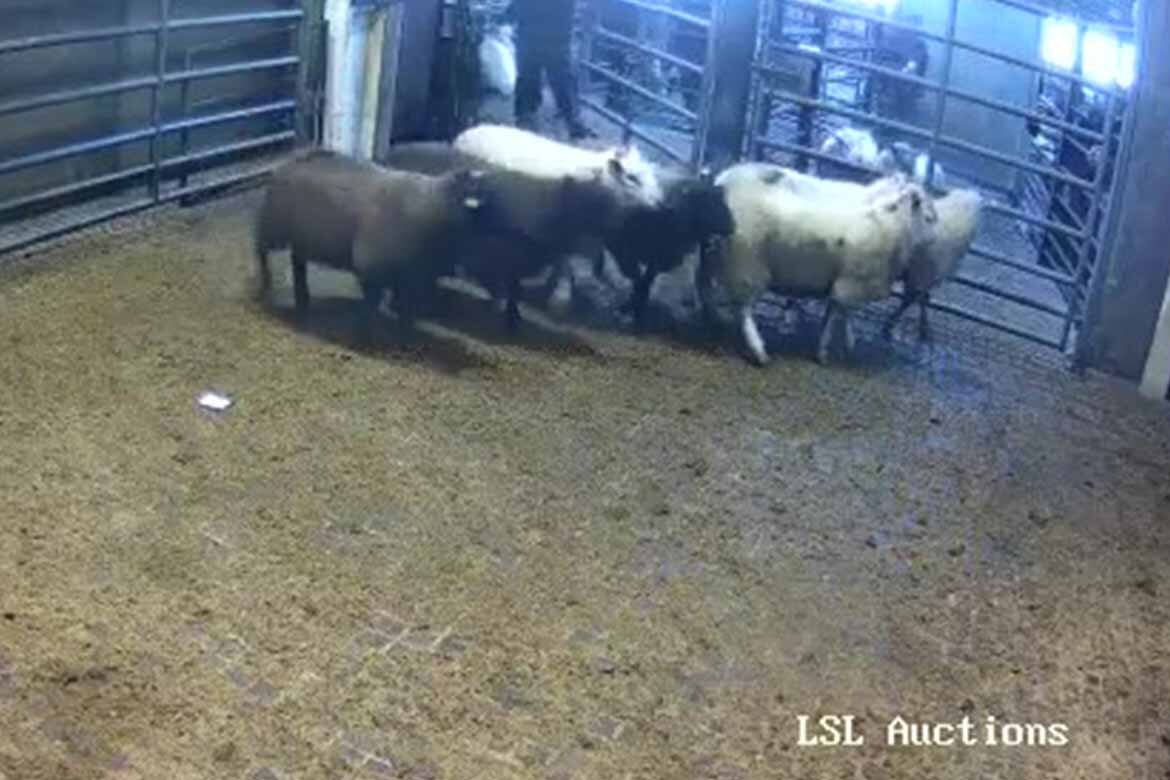 Sheep Sales 8th December