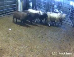 Sheep Sales 8th December