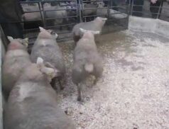 Sheep sales tuesday 13th December