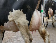 Taaffee Auctions Dairy Sale