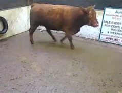 Top Cattle Sales 1st December Lsl Auctions