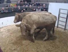 Top Cattle Sales 9th December