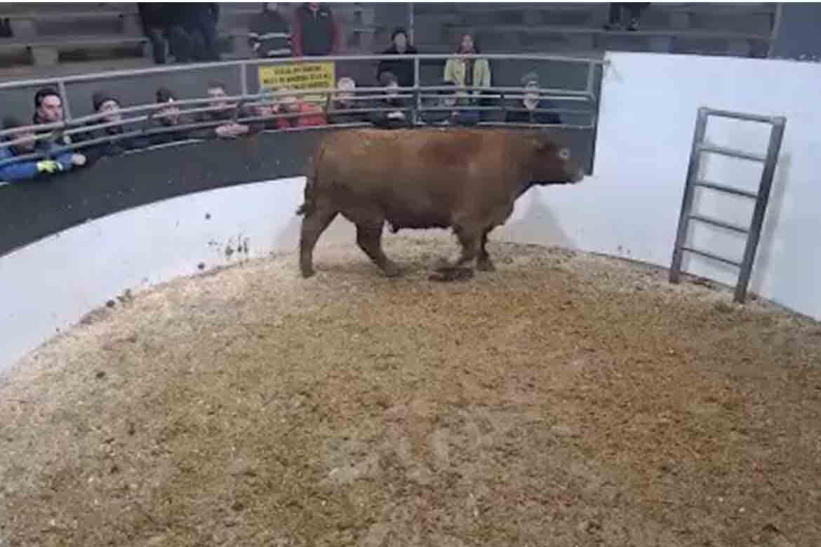 Top Cattle Sales Friday 16th December
