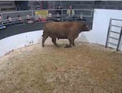 Top Cattle Sales Friday 16th December