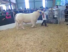 Top Cattle Sales Saturday 19th December