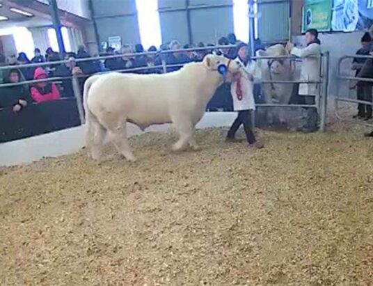 Top Cattle Sales Saturday 19th December
