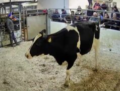 Top Cattle Sales Thursday 15th December