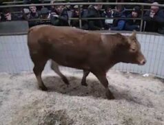 Top Cattle Sales on Saturday 3 December LSL Auctions