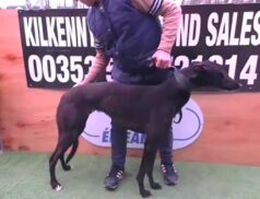 Kilkenny Greyhound Stadium