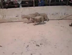 Top Sheep Sales 1 December