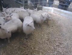 Top Sheep Sales 6th December – LSL Auctions